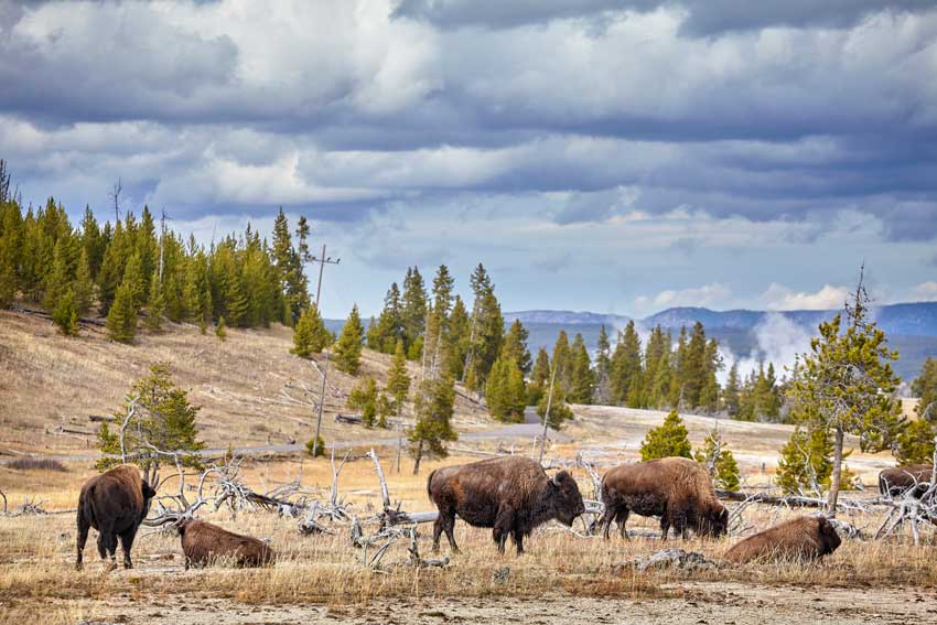 Yellowstone Park